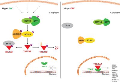 Role of Hippo Pathway-YAP/TAZ Signaling in Angiogenesis